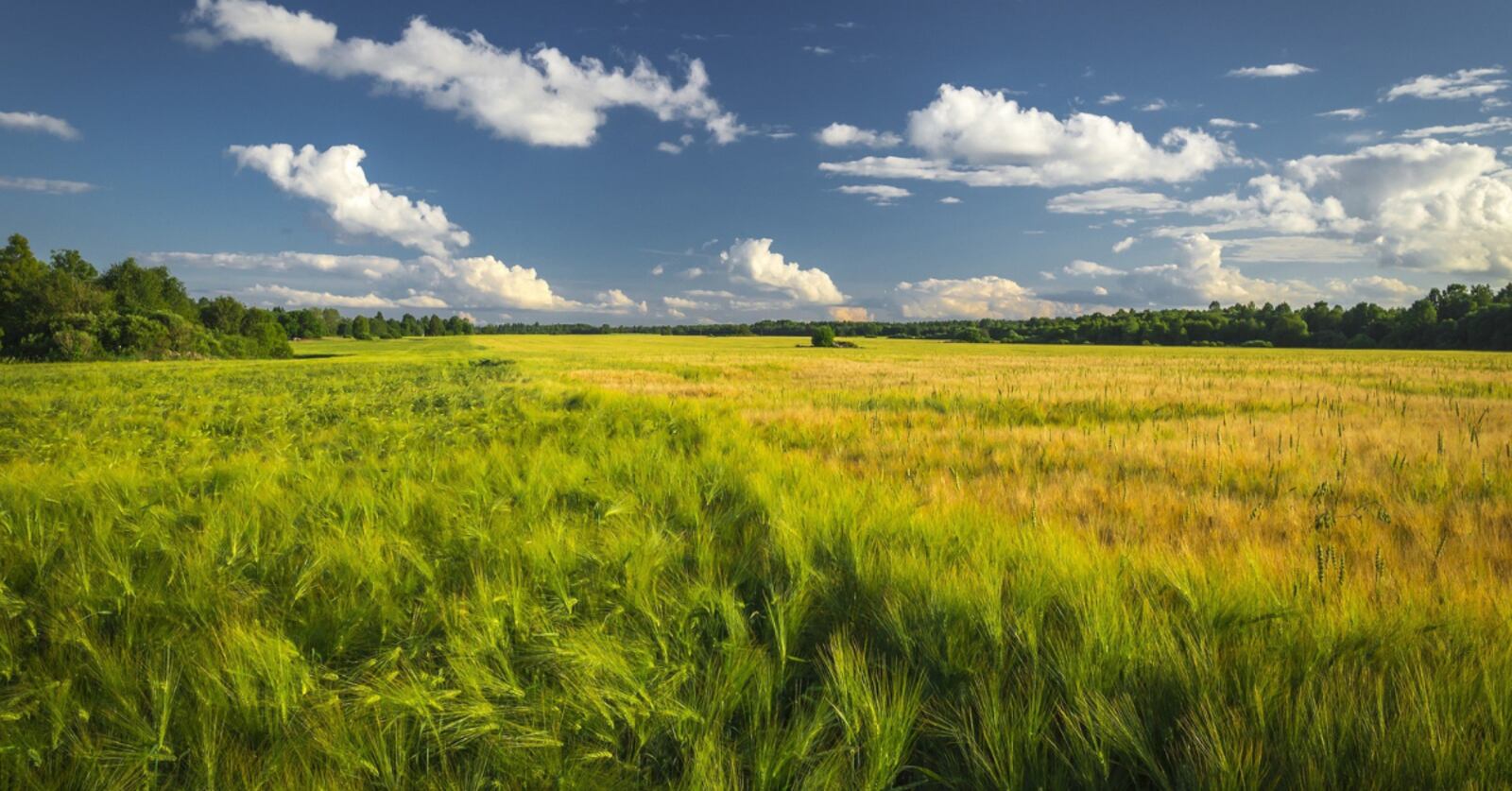 Bactelife: The agritech company innovatively tackling Utah’s water crisis