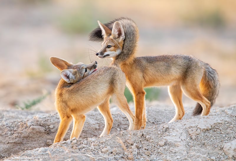 In a heartwarming display of sibling affection, one fox encircles its tail around the other.