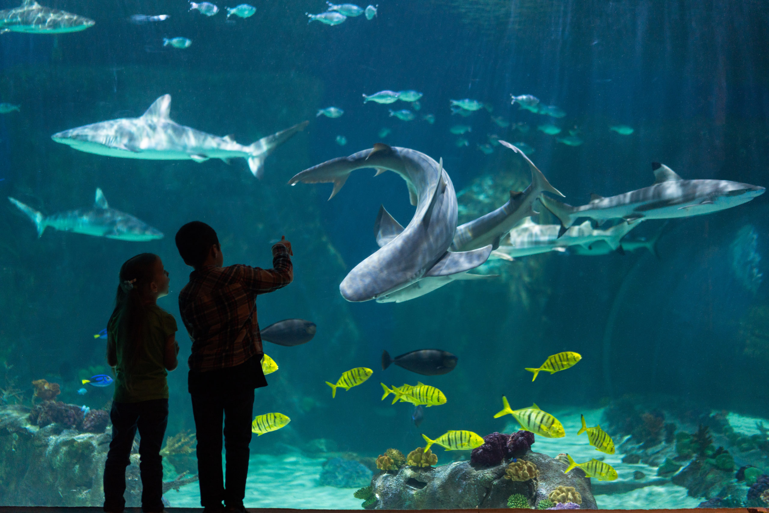 In the April Founder Series, Brent Anderson shares how he achieved a life-long dream of opening the Loveland Living Planet Aquarium.