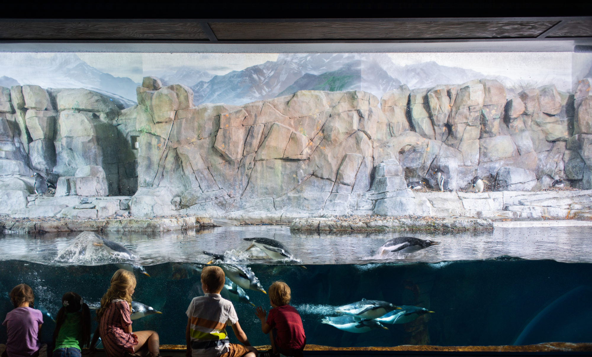 In the April Founder Series, Brent Anderson shares how he achieved a life-long dream of opening the Loveland Living Planet Aquarium.